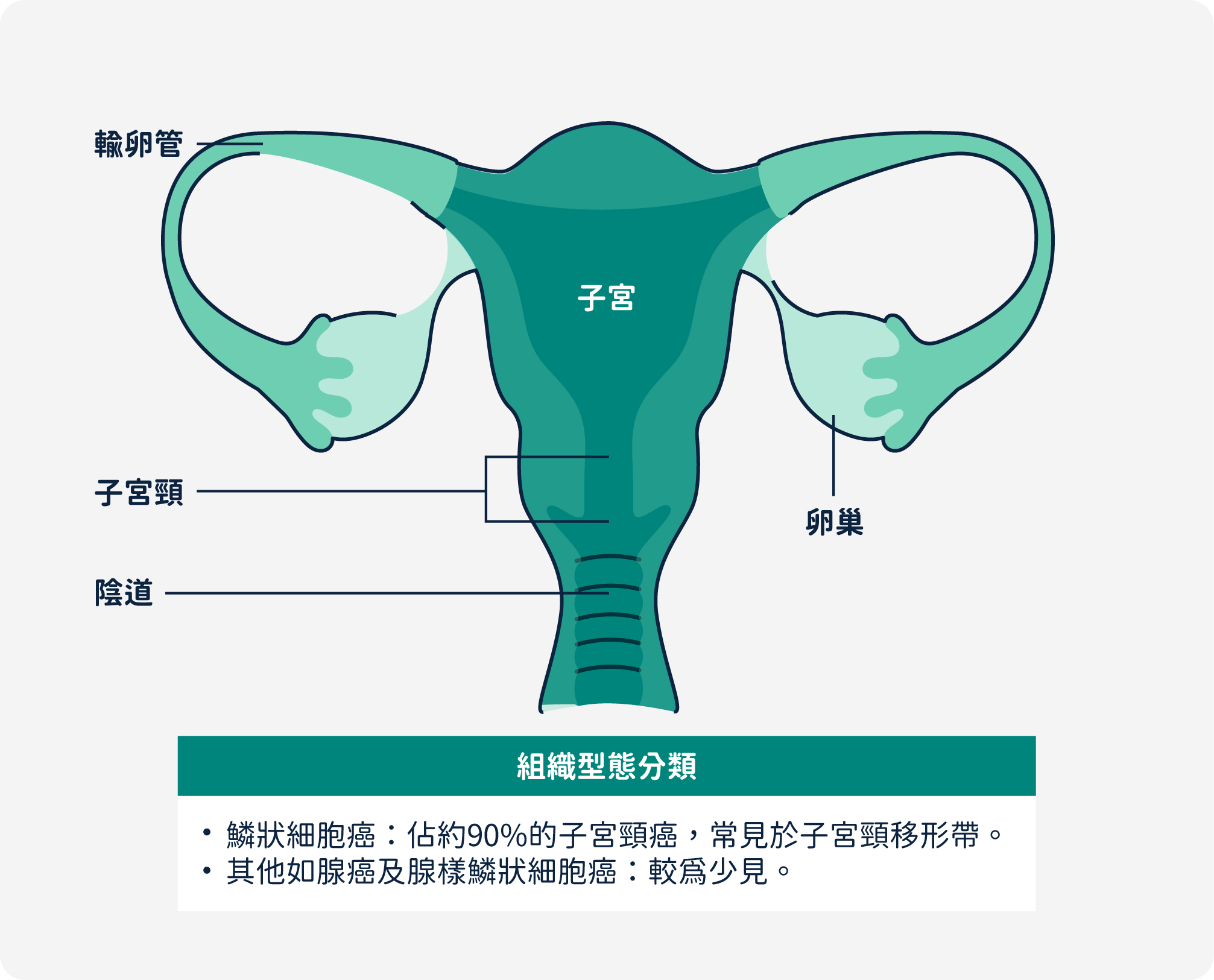 子宮頸癌組織型態分類