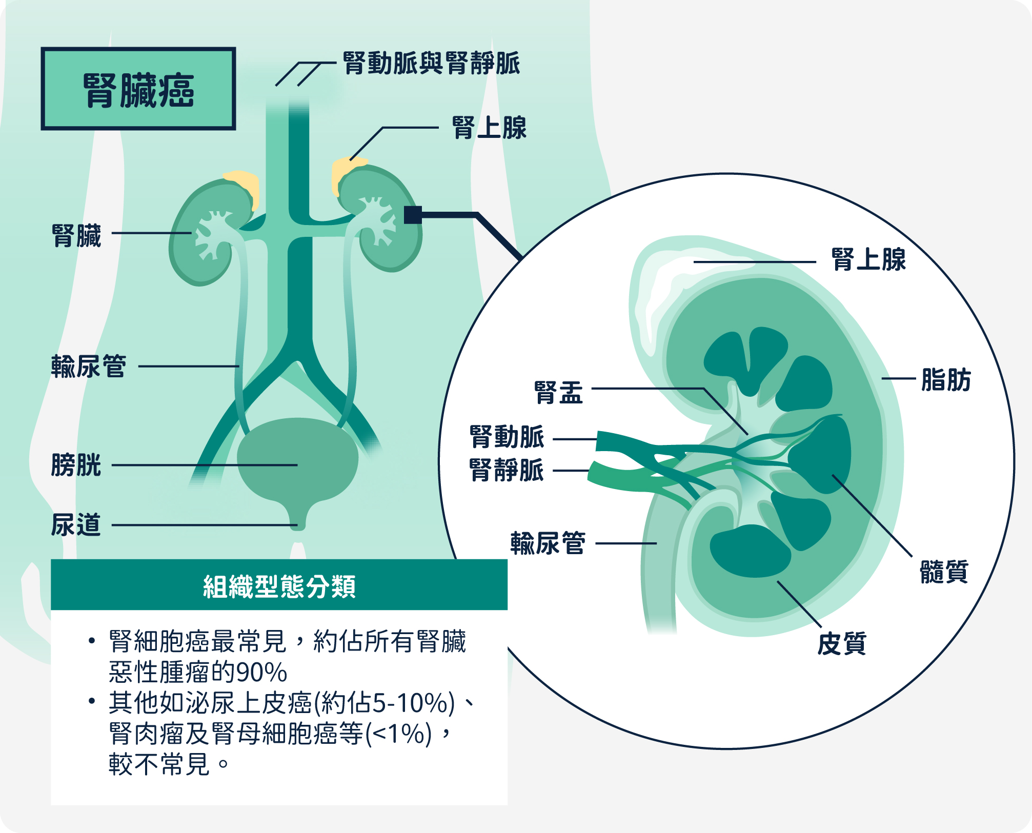腎臟癌組織型態分類