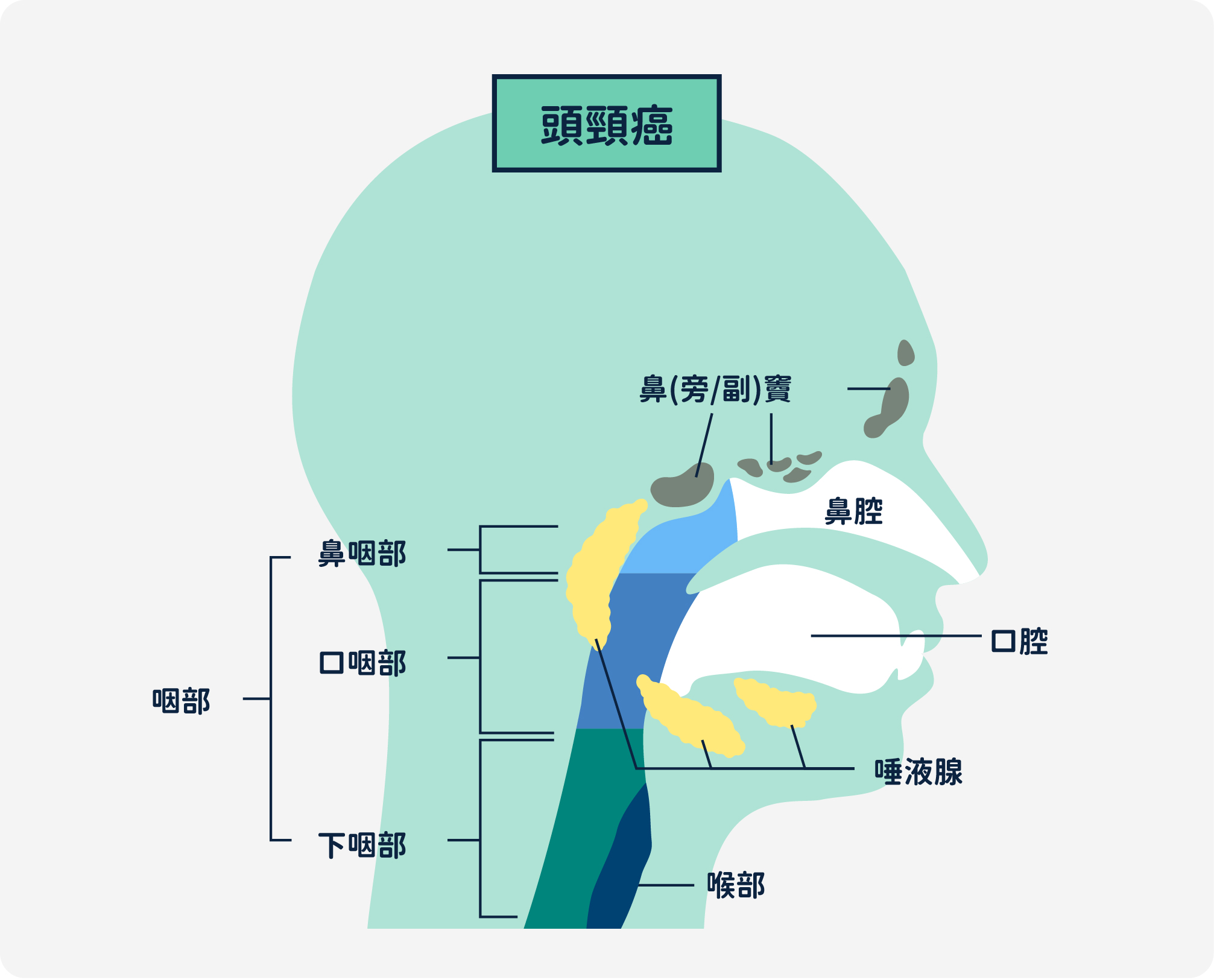 頭頸癌發生部位